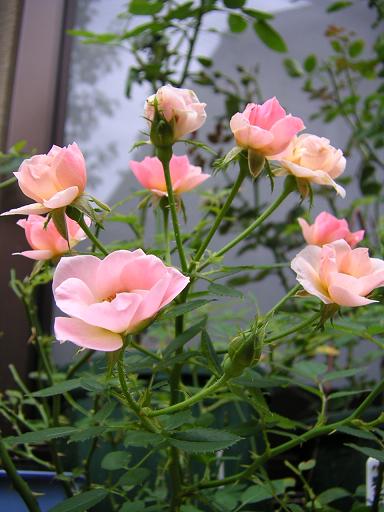 スウィートカバー