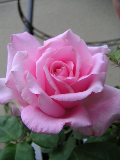 ぶいーさん２(*^^)v