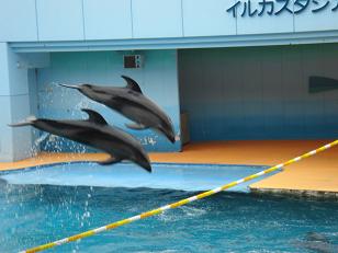 イルカショー