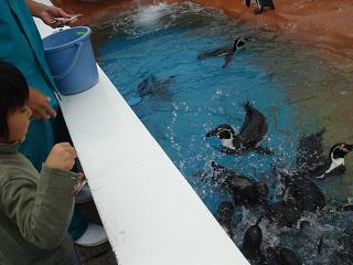ペンギンのごはん