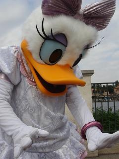 ミースマデイジー