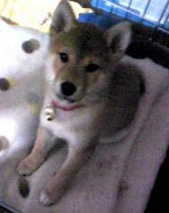 ryo1
