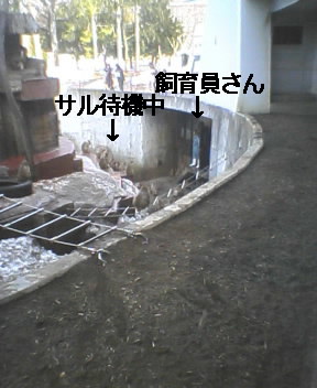 これからサルに餌を与えます