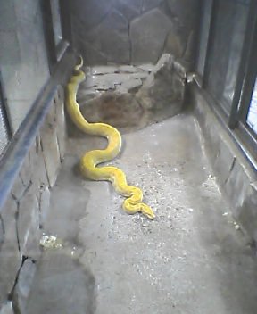 アルビノのニシキヘビ