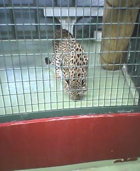 ペルシアヒョウ