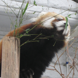 レッサーパンダ３