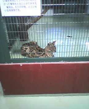 サーバルキャット