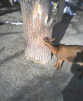 木の皮食ってるヤギ