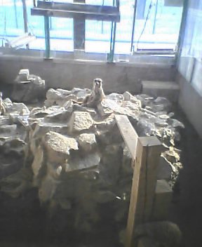 ミーヤキャット