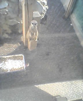 ミーヤキャット