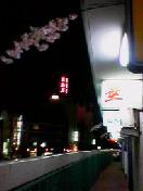 sakura_060324.jpg