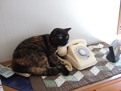 リンリンリリーン ダイヤル 白い黒電話 もりのねこ的生活 楽天ブログ