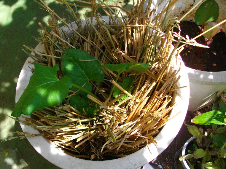 緑茎になったルバーブ