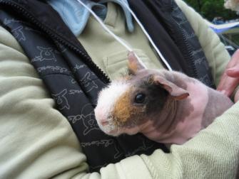 スキニーちゃん