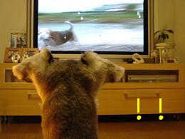 テレビ２