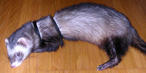 雷怖い・・・・（ＴへＴ）