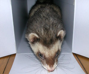 本当はもにゃかです。