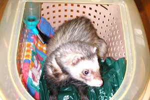 オイラの縄張りだぜ!!