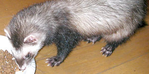 モコモコだぜ!!