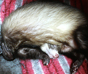 モニャカの寝相・・・。