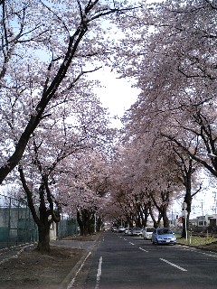 桜並木2.jpg