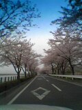 さくらさくら