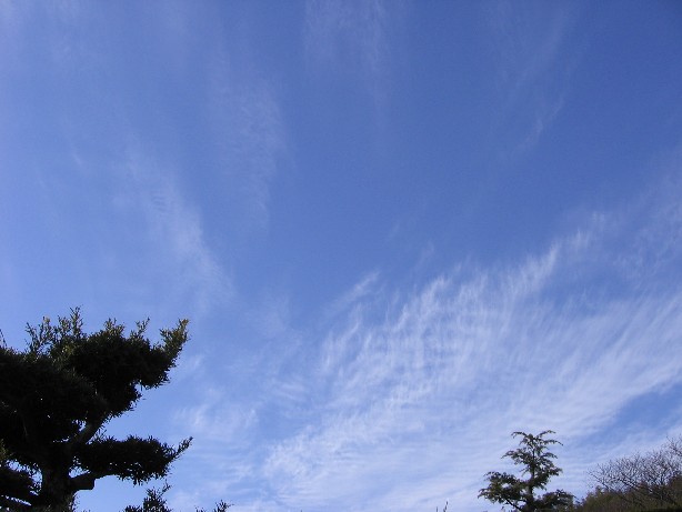 新春　空と木◎