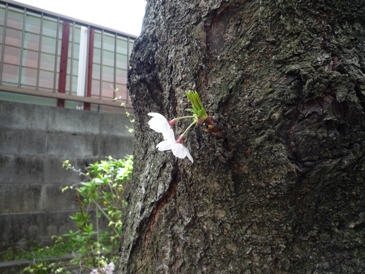 さくら