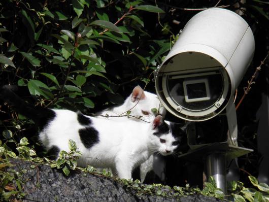 駐輪場の猫