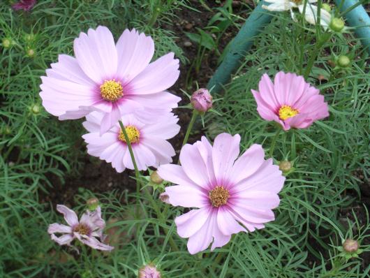 隅田公園のコスモス