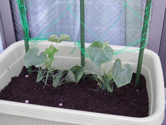 キュウリとネギ