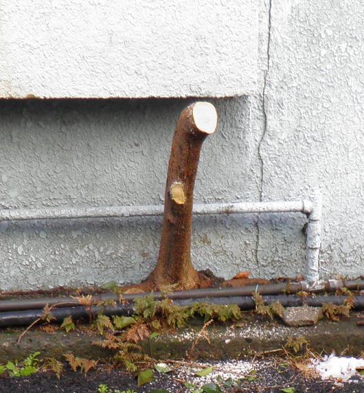 切り倒したあと