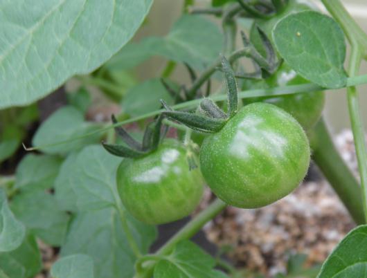 ミニトマトの実