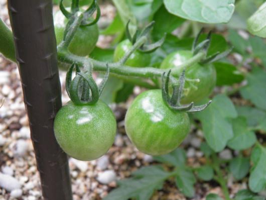 ミニトマトの実