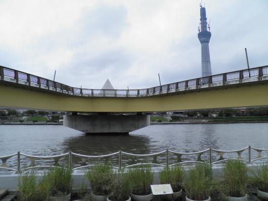 隅田川テラスから見た桜橋