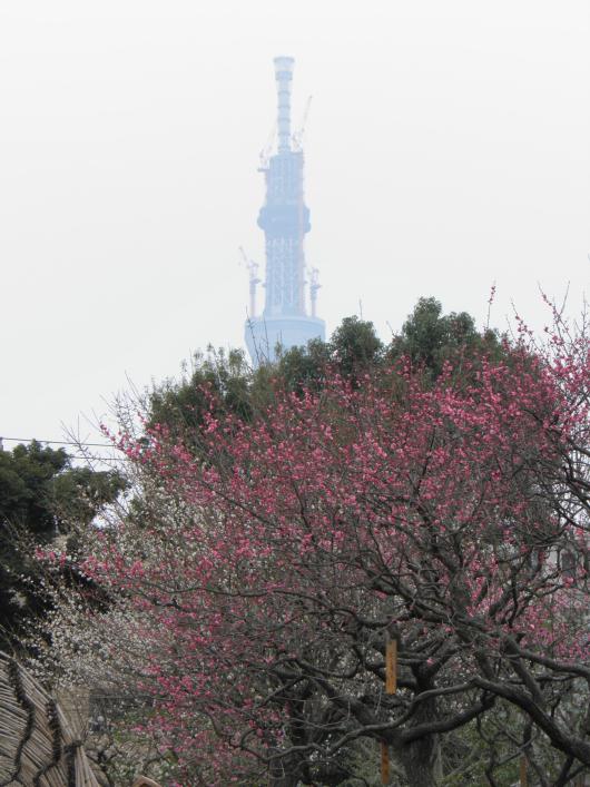 紅梅、白梅とスカイツリー