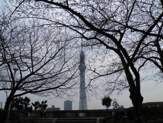 自粛中の桜とスカイツリー
