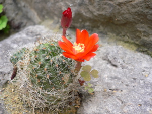 サボテンの花