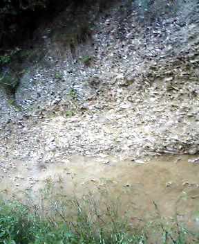 31キロ地点埼浜貝塚