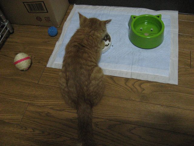 茶トラのごろーちゃん