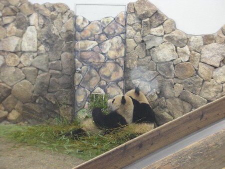 パンダ 006.jpg