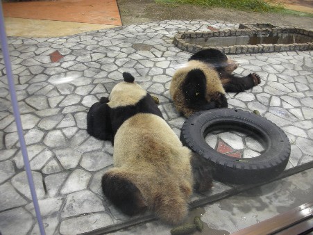 パンダ 015.jpg