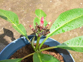 Plumeria