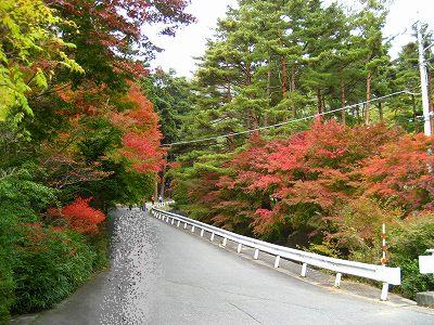 もみじ街道２