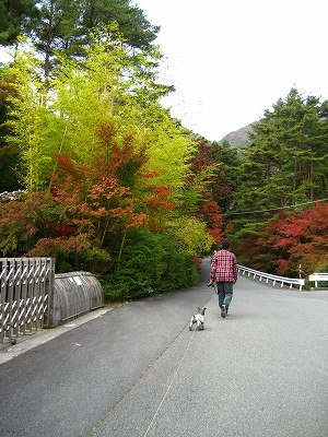 竹とのコントラストがなかなか