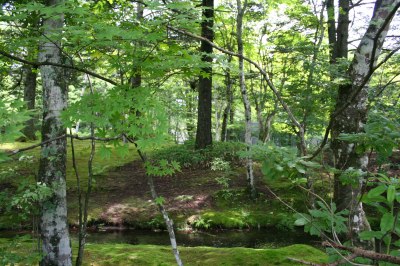 まずは公園で森林浴