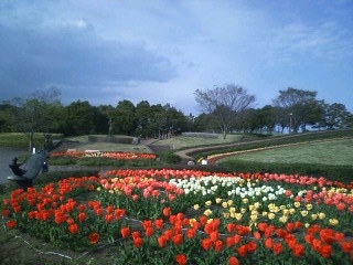 青葉の森　チューリップ