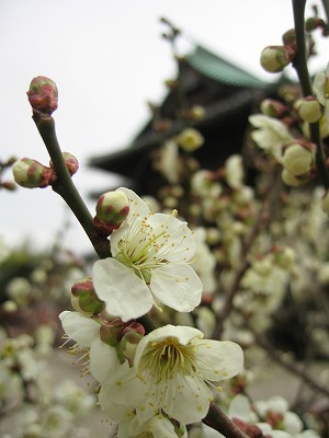 高傳寺5807