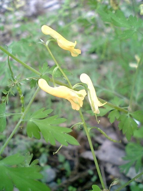 hana190504キケマン