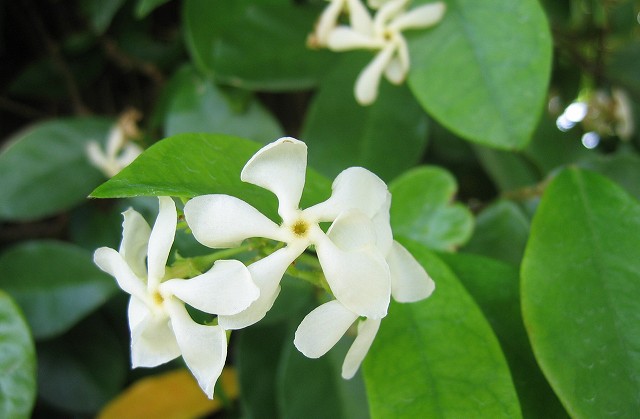 hana190610テイカカズラ